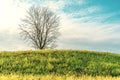 Lonely bare tree growing on the hill Royalty Free Stock Photo