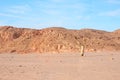 Lonely bare tree grows on sand in Sahara desert on sunny day Royalty Free Stock Photo