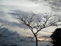 Lonely Bare Tree Silhouette Under Dramatic Cloudy Sky at Sunset Royalty Free Stock Photo