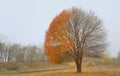 Lonely beautiful autumn tree Royalty Free Stock Photo