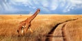 A lonely beautiful giraffe in the hot African savanna against the blue sky with a rainbow. Serengeti National Park. Tanzania. Royalty Free Stock Photo