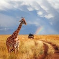 A lonely beautiful giraffe in the hot African savanna against the blue sky with a rainbow. Serengeti National Park. Tanzania. Royalty Free Stock Photo