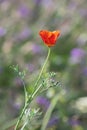 Lonely beautiful insolated red california poppy on the blurred multicolored floral background Royalty Free Stock Photo