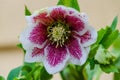 Lonely Beautiful Lenten rose or Helleborus orientalis