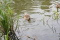 A lonely beautiful migratory wild duck floating on a pond, a brown plumage and a yellow beak, traces on the water behind Royalty Free Stock Photo