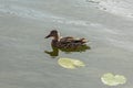 A lonely beautiful migratory wild duck floating on a pond, a brown plumage and a yellow beak, traces on the water behind a duck, a Royalty Free Stock Photo