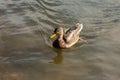 a lonely beautiful migratory wild duck floating on a pond, a brown plumage and a yellow beak, traces on the water behind Royalty Free Stock Photo