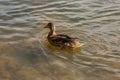 a lonely beautiful migratory wild duck floating on a pond, a brown plumage and a yellow beak, traces on the water behind Royalty Free Stock Photo