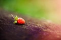 Lonely beautiful, red wild strawberry on a blurred forest, green background. Forest, abstract background with a sunbeam Royalty Free Stock Photo