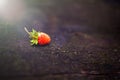 Lonely beautiful, red wild strawberry on a blurry dark background. Forest, abstract background with a sunbeam Royalty Free Stock Photo