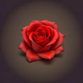 A lonely beautiful rose of bright red color on a dark background. Loneliness. The beauty of everyday life Royalty Free Stock Photo