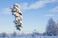 Lonely beautiful snow tree. Russian spruce in cold winter Royalty Free Stock Photo