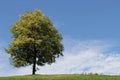 Lonely Beautiful Tree on Hill Top