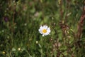 Lonely beautiful white chamomile flower in the green field on a sunny day Royalty Free Stock Photo