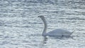 The lonely beautiful white swan is swimming in winter river. Wintering swan in the city river. Ornitology concepts.