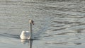 The lonely beautiful white swan is swimming in winter river. Wintering swan in the city river. Ornitology concepts