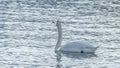 The lonely beautiful white swan is swimming in winter river. Wintering swan in the city river. Ornitology concepts.