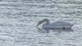 The lonely beautiful white swan is swimming in winter river. Wintering swan in the city river. Ornitology concepts.