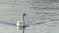 The lonely beautiful white swan is swimming in winter river. Wintering swan in the city river. Ornitology concepts.