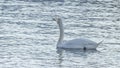 The lonely beautiful white swan is swimming in winter river. Wintering swan in the city river. Ornitology concepts.