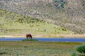 A lonely beautiful wild horse drinking water in Limpiopungo lake, in the National Park Cotopaxi