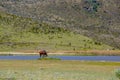 A lonely beautiful wild horse drinking water in Limpiopungo lake, in the National Park Cotopaxi