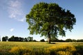 Lonely beech