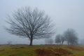 Lonely beech