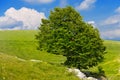 Lonely Beech Tree at Spring - Lessinia Italy