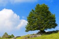 Lonely Beech Tree at Spring - Lessinia Italy