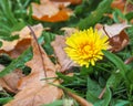 A lonely belated yellow dandelion blooms in the fall in the grass among the fallen leaves of the trees