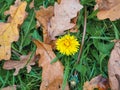 A lonely belated yellow dandelion blooms in the fall in the grass among the fallen leaves of the trees