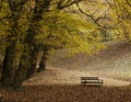 Lonely Bench Royalty Free Stock Photo