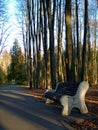 Lonely bench in the autumn alley Royalty Free Stock Photo