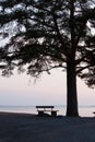 Lonely bench and big tree silhouette Royalty Free Stock Photo