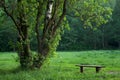 Lonely bench in morning park
