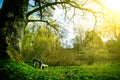Lonely bench in the park at sunny summer day. Royalty Free Stock Photo