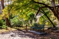 A lonely bench in the shade of a large maple tree in Texas Royalty Free Stock Photo