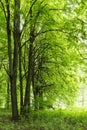 Lonely bench between trees in a green forest on a spring summer day with various kinds of fresh plants nature park and outdoor Royalty Free Stock Photo