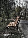 Lonely benches in a row under weeping trees