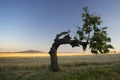 Lonely bent tree Royalty Free Stock Photo