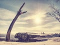 Lonely bent tree after many winter blizzards Royalty Free Stock Photo