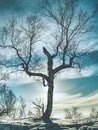 Lonely bent tree after many winter blizzards Royalty Free Stock Photo