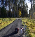 A lonely bicycle on a narrow path in the forest