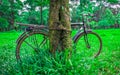 A lonely bicycle beside the tree.