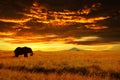 Lonely Big Elephant against sunset in savannah. Serengeti National Park. Africa. Tanzania Royalty Free Stock Photo