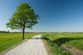 Lonely big leafy tree next to gravel road, horizon and blue sky Royalty Free Stock Photo