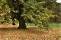 Lonely big linden tree at autumn