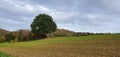 Lonely big tree on the field in front of the forest Royalty Free Stock Photo