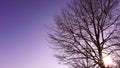 Lonely big tree foreground with purple blue sky sunset background with copy space